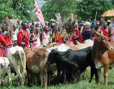 TRIBUTE: 911 Masai donation of cows to America