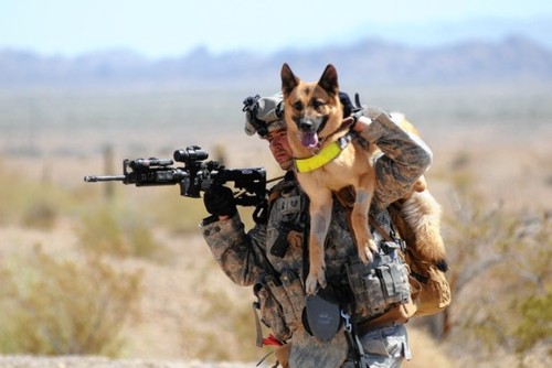 soldierdogs1