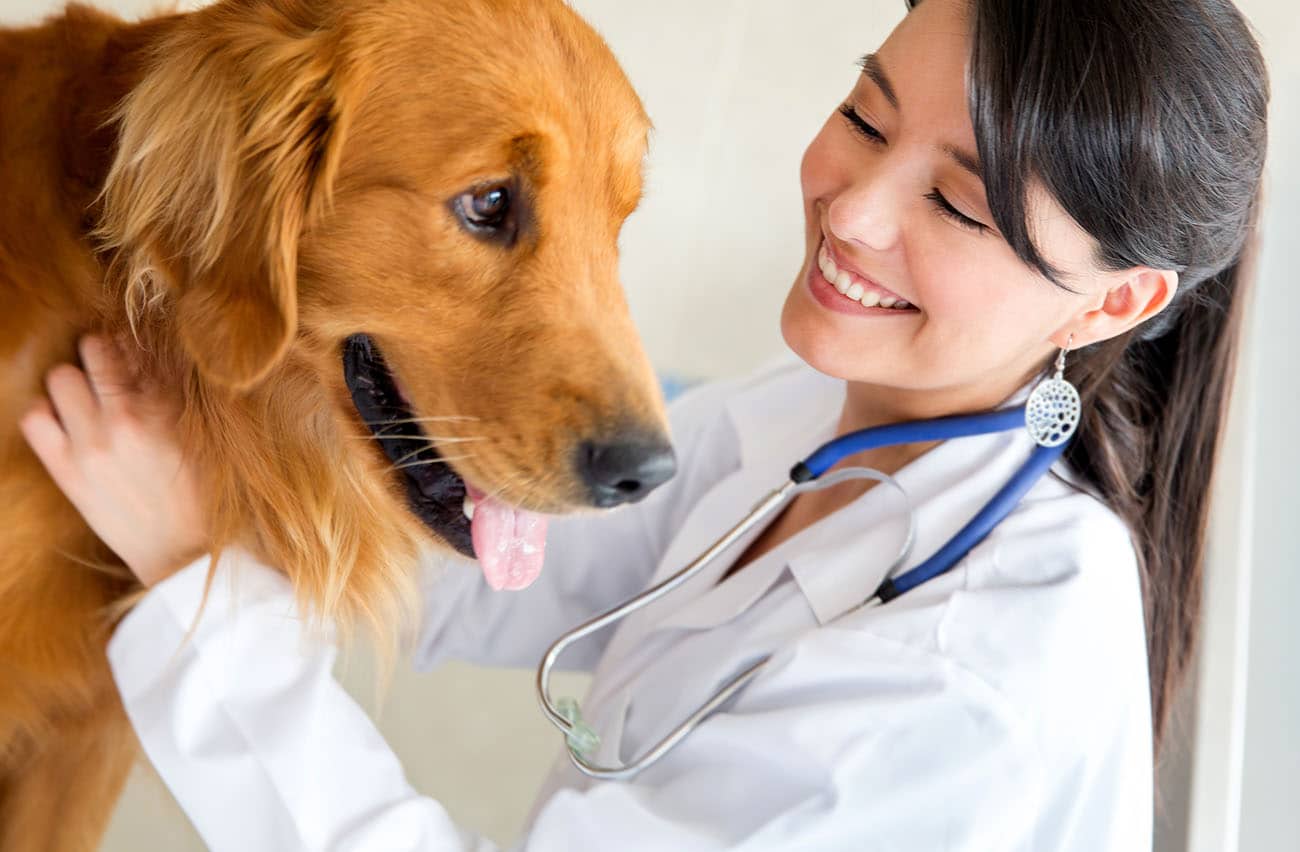 how-much-do-veterinarians-make-experience-specialization-practice